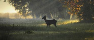 AUTORE: Luigi Dorigo - Ali e Radici Multivisioni AUTORE: Luigi Dorigo - Ali e Radici Multivisioni