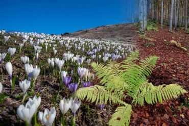 AUTORE: Andreolle Angelo AUTORE: Andreolle Angelo