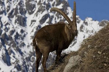 AUTORE: Fulvio Beltrando AUTORE: Fulvio Beltrando /