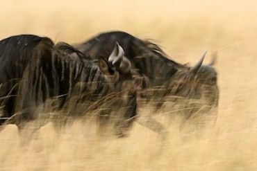 AUTORE: Carlo De Agnoi AUTORE: Carlo De Agnoi /