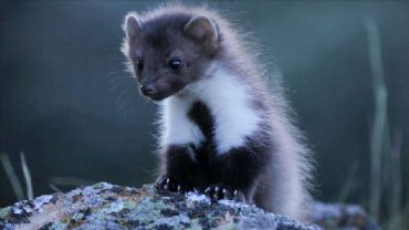 AUTORE: AEFONA (Spagna) AUTORE: AEFONA (Spagna)