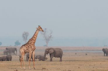AUTORE: Luigi Dorigo - Ali e Radici Multivisioni AUTORE: Luigi Dorigo - Ali e Radici Multivisioni
