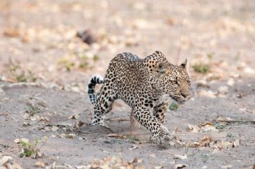 AUTORE: Luigi Dorigo - Ali e Radici Multivisioni AUTORE: Luigi Dorigo - Ali e Radici Multivisioni