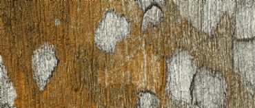 AUTORE: Luigi Dorigo AUTORE: Luigi Dorigo