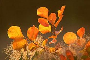 AUTORE: Merlino Multivisioni AUTORE: Merlino Multivisioni /