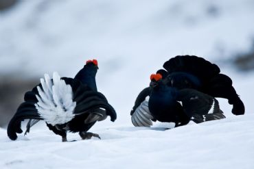 AUTORE: Roberto Valenti AUTORE: Roberto Valenti /