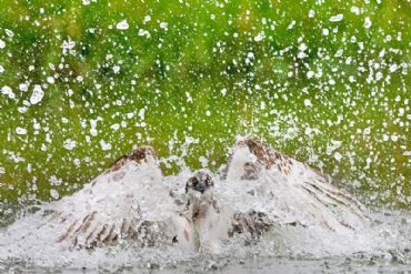 AUTORE: Merlino Multivisioni AUTORE: Merlino Multivisioni