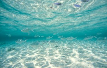 AUTORE: D.Drago - F.Lopergolo AUTORE: D.Drago - F.Lopergolo /