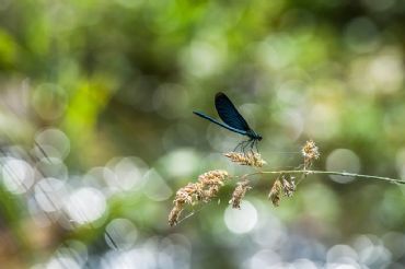 AUTORE: Giuseppe Fedato - Ali e Radici Multivisioni AUTORE: Giuseppe Fedato - Ali e Radici Multivisioni