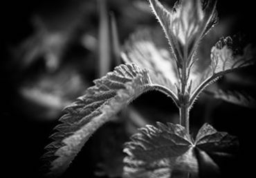 AUTORE: Francesco Littera AUTORE: Francesco Littera